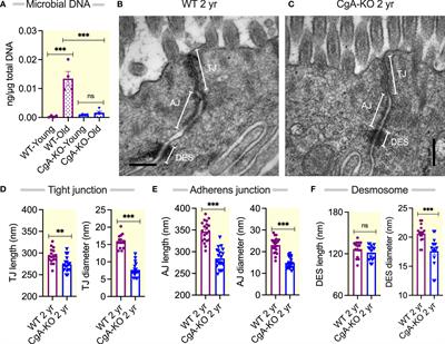 Gut microbial DNA and immune checkpoint gene Vsig4/CRIg are key antagonistic players in healthy aging and age-associated development of hypertension and diabetes